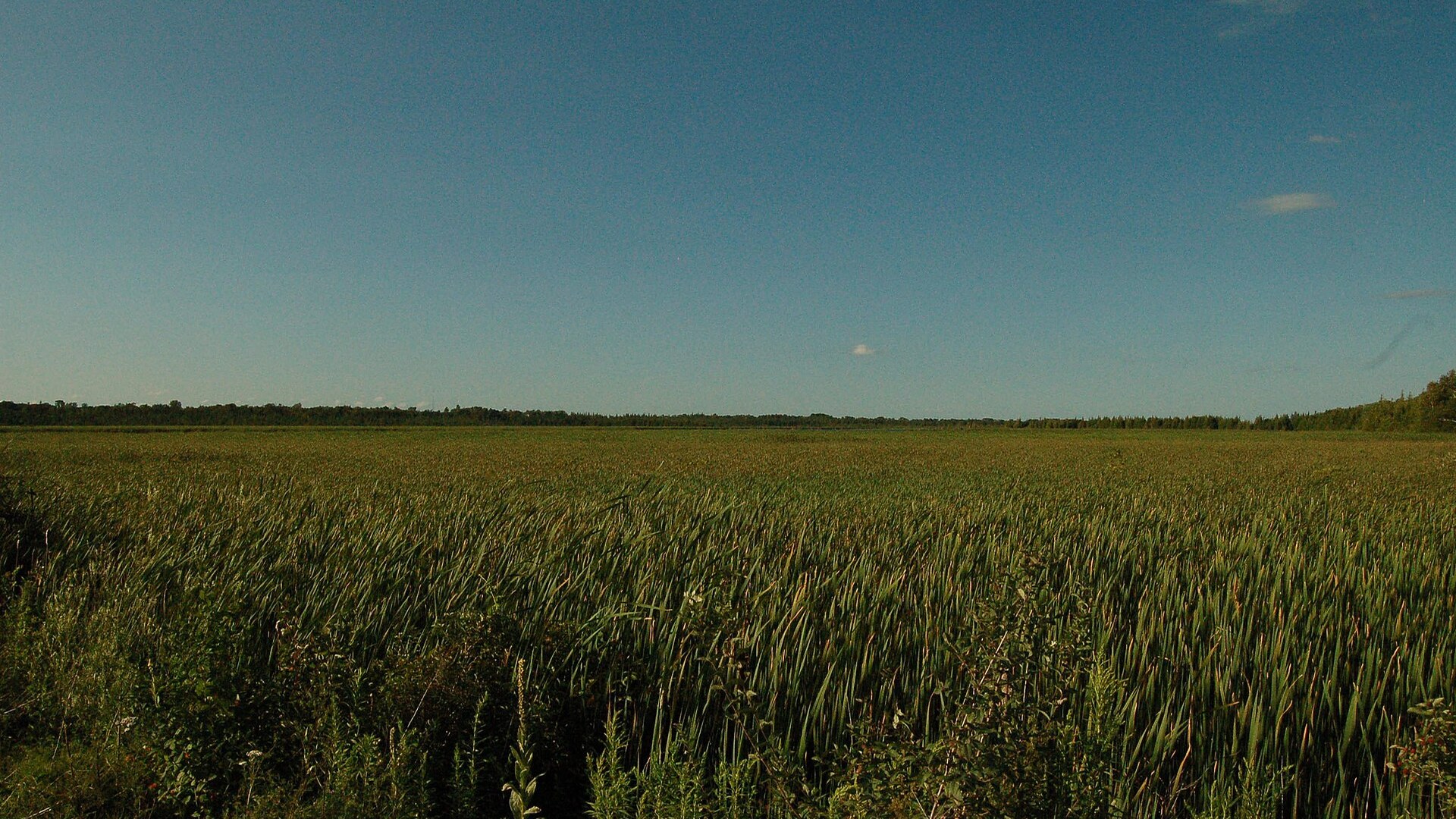 Scenery in Kawartha Lakes